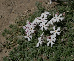 Junellia tridactylites