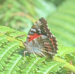 Vanessa tameamea
