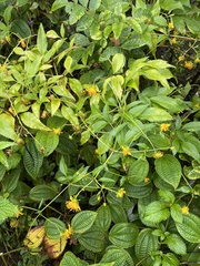 Bidens campylotheca