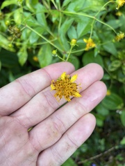 Bidens campylotheca