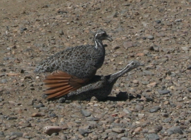 Patagonian Tinamou