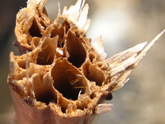 Nelumbo nucifera