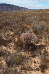 Aspalathus triquetra