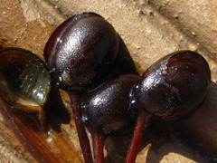 Marsilea quadrifolia