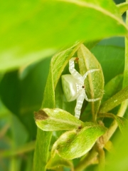 Thomisus spectabilis