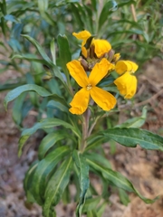 Erysimum × cheiri