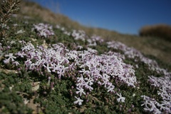 Junellia tridactylites