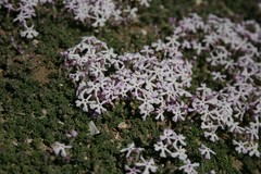 Junellia tridactylites