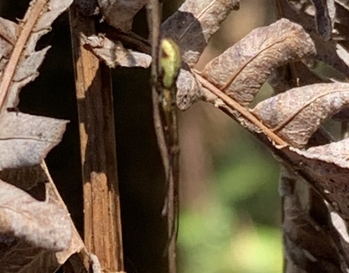 Tetragnatha hawaiensis, 2022-02-21