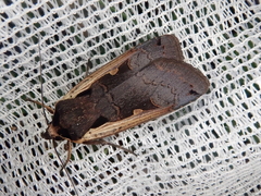 Dichagyris triangularis