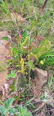 Crassula lanceolata