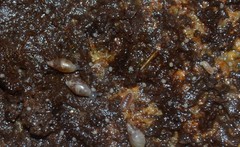 Buchnerillo atlanticus