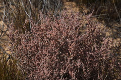 Aspalathus triquetra