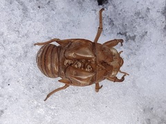 Graptopsaltria nigrofuscata