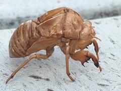 Graptopsaltria nigrofuscata