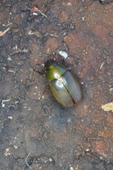 Phyllococerus purpurascens