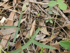 Monistria discrepans