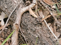 Monistria discrepans
