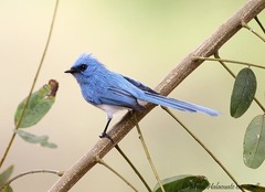 Elminia longicauda teresita