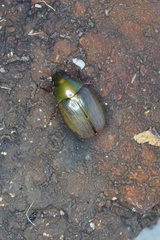 Phyllococerus purpurascens