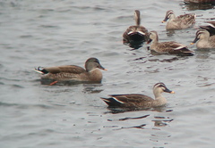 Anas platyrhynchos × zonorhyncha