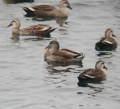 Anas platyrhynchos × zonorhyncha