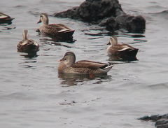 Anas platyrhynchos × zonorhyncha