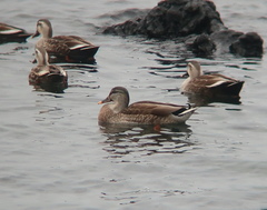 Anas platyrhynchos × zonorhyncha