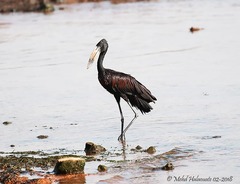 Anastomus lamelligerus
