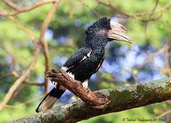 Bycanistes subcylindricus