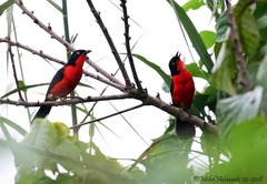 Laniarius erythrogaster