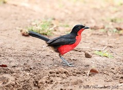 Laniarius erythrogaster