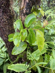 Antidesma platyphyllum