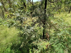 Acacia glaucocarpa