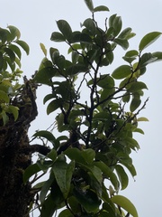 Antidesma platyphyllum