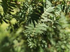 Acacia glaucocarpa