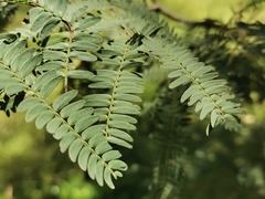 Acacia glaucocarpa