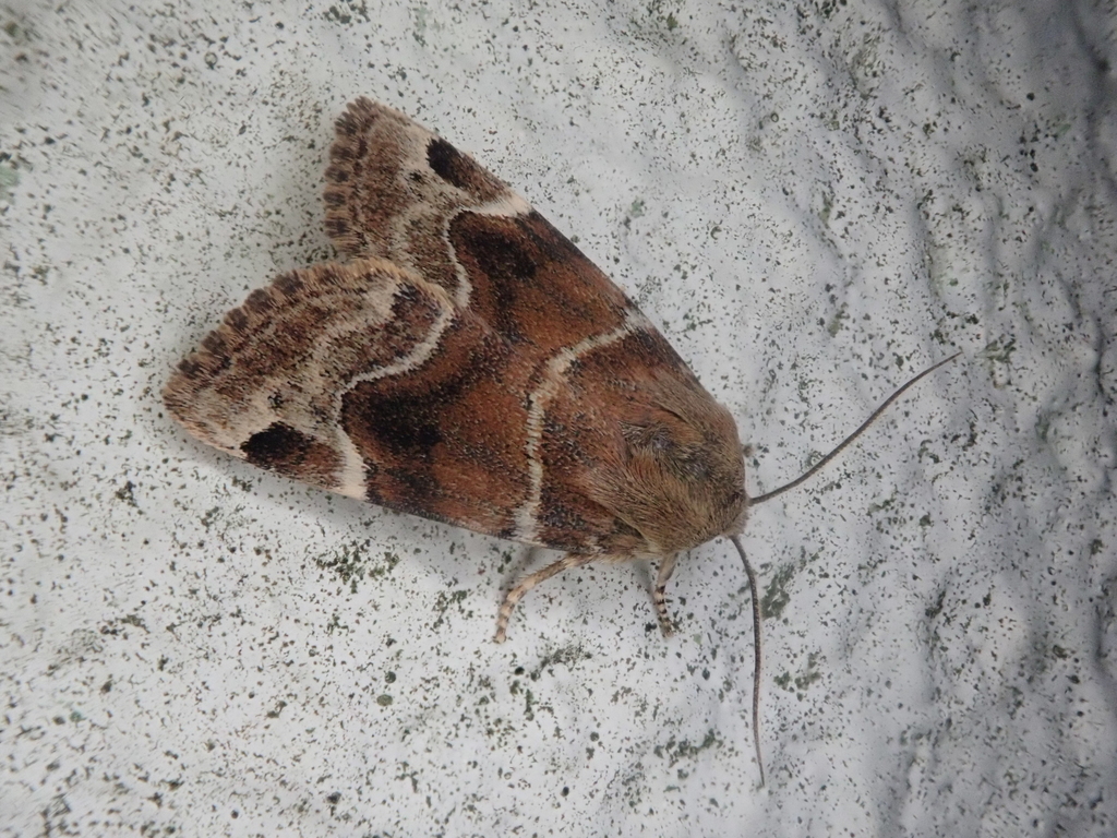 Cosmia camptostigma
