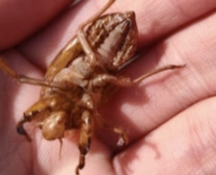 Graptopsaltria nigrofuscata