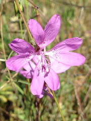 Clarkia biloba