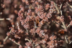 Aspalathus triquetra