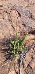 Crassula lanceolata