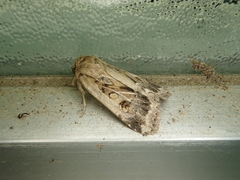 Spodoptera depravata