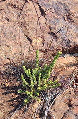 Crassula lanceolata