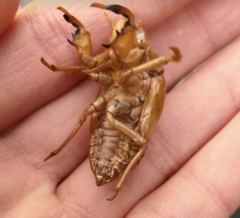 Graptopsaltria nigrofuscata