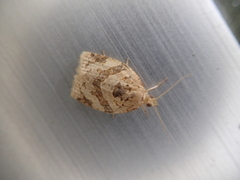 Adoxophyes honmai