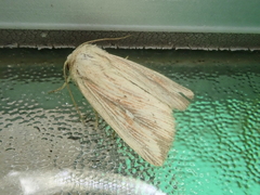 Mythimna salebrosa