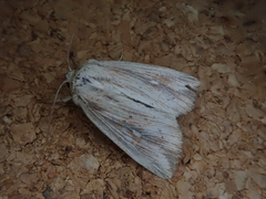 Mythimna salebrosa