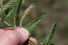 Convolvulus natalensis
