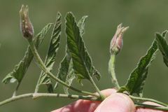 Convolvulus natalensis
